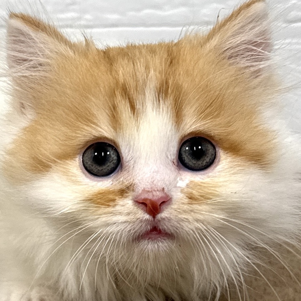 兵庫県のマンチカン (犬の家＆猫の里ニッケパークタウン加古川店/2025年10月1日生まれ/男の子/レッドタビーホワイト)の子猫の1枚目の画像