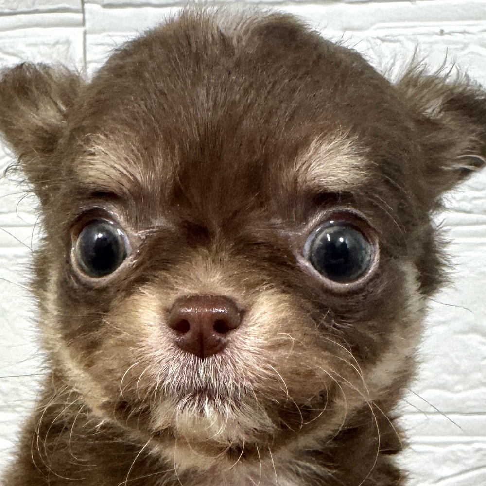 兵庫県のチワワ(ロング) (犬の家＆猫の里ニッケパークタウン加古川店/2025年10月1日生まれ/男の子/チョコレートタン)の子犬の1枚目の画像