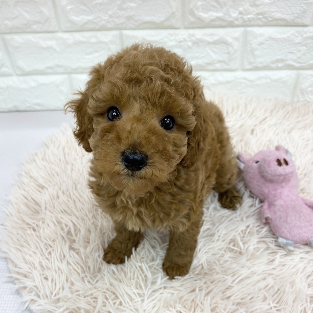 愛知県のトイプードル(トイ) (犬の家＆猫の里MEGAドン・キホーテ東海名和店/2025年7月20日生まれ/男の子/レッド)の子犬の1枚目の画像