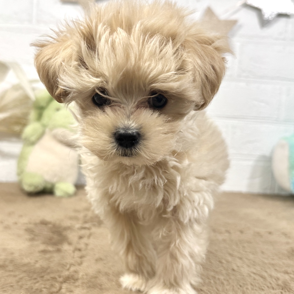 兵庫県のマルプー(マルチーズ×プードル) (犬の家＆猫の里ニッケパークタウン加古川店/2025年10月8日生まれ/男の子/クリーム)の子犬の2枚目の画像