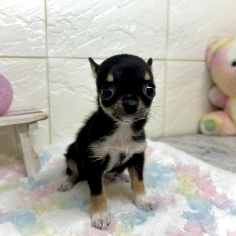 兵庫県のチワワ(スムース) (犬の家＆猫の里ゆめタウン姫路店/2025年10月24日生まれ/男の子/ブラックタンホワイト)の子犬の2枚目の画像