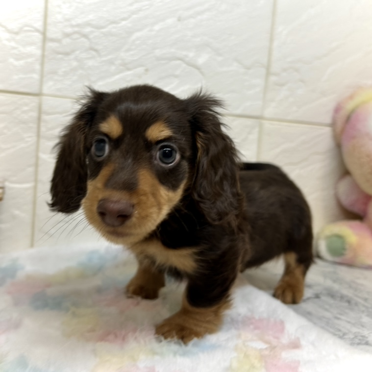 兵庫県のミニチュアダックスフンド(ロング) (犬の家＆猫の里ゆめタウン姫路店/2025年10月25日生まれ/男の子/チョコレートタン)の子犬の2枚目の画像