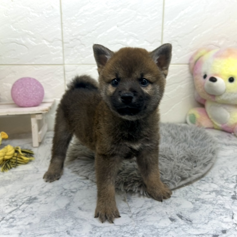 兵庫県の柴犬(標準サイズ) (犬の家＆猫の里ゆめタウン姫路店/2025年6月29日生まれ/男の子/赤)の子犬の2枚目の画像