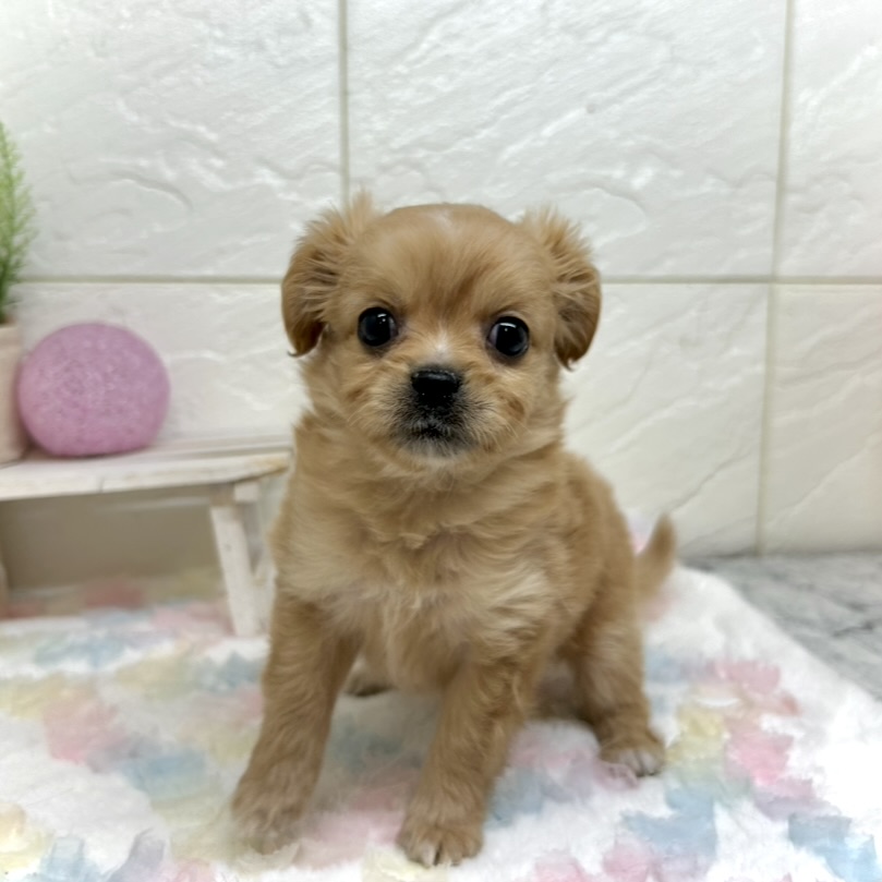 兵庫県のハーフ犬・ミックス犬 (犬の家＆猫の里ゆめタウン姫路店/2025年10月24日生まれ/女の子/クリーム)の子犬の2枚目の画像