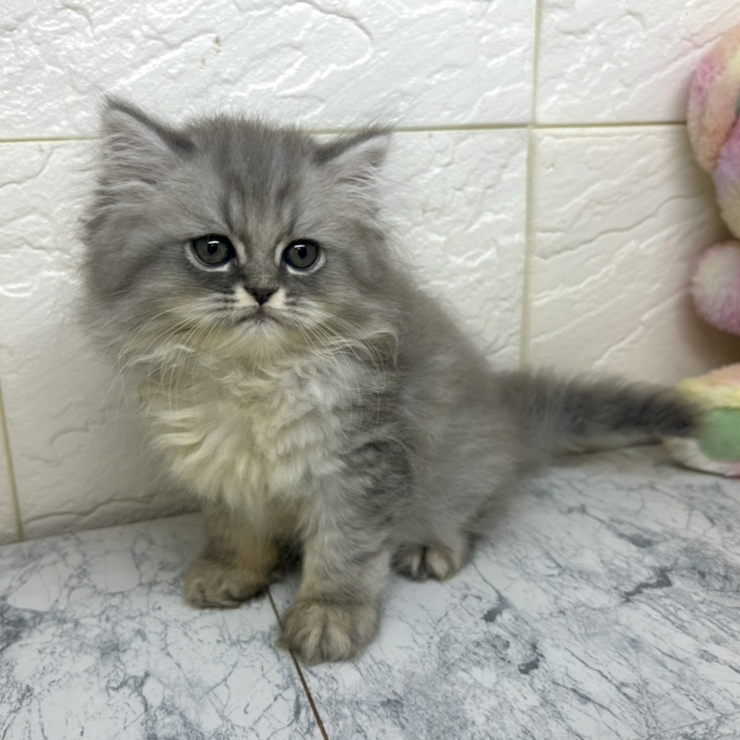 兵庫県のエキゾチック (犬の家＆猫の里ゆめタウン姫路店/2025年6月27日生まれ/男の子/ブルータビー)の子猫の2枚目の画像