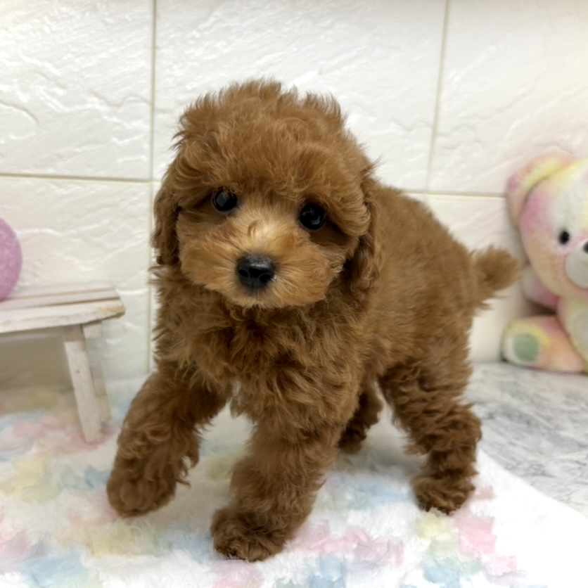 兵庫県のトイプードル(トイ) (犬の家＆猫の里ゆめタウン姫路店/2025年10月25日生まれ/男の子/レッドフォーン)の子犬の2枚目の画像