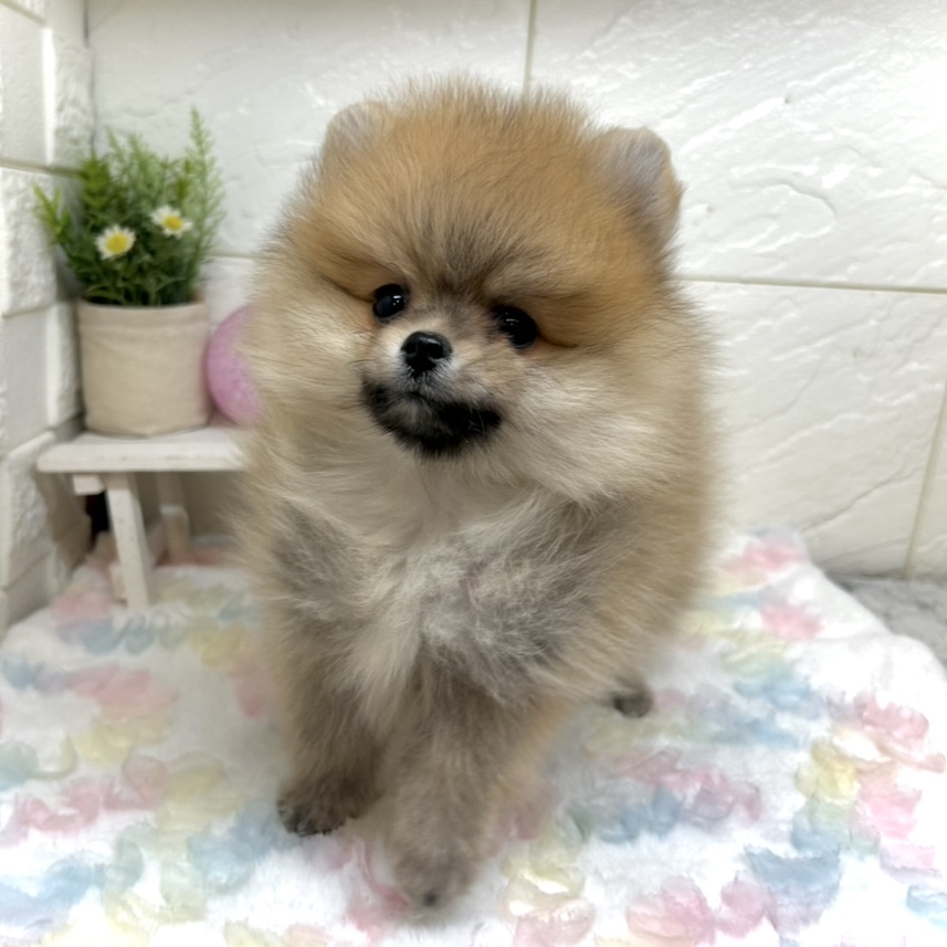 兵庫県のポメラニアン (犬の家＆猫の里ゆめタウン姫路店/2025年10月27日生まれ/男の子/オレンジ)の子犬の2枚目の画像