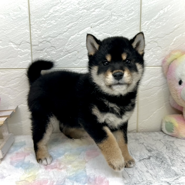 兵庫県の柴犬(標準サイズ) (犬の家＆猫の里ゆめタウン姫路店/2025年10月26日生まれ/男の子/黒)の子犬の2枚目の画像