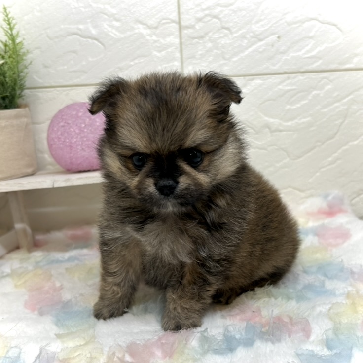 兵庫県のポメチワ/チワポメ/ポメチー(ポメラニアン×チワワ) (犬の家＆猫の里ゆめタウン姫路店/2025年10月29日生まれ/男の子/オレンジセーブル)の子犬の2枚目の画像