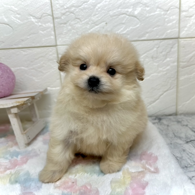 兵庫県のポメプー(ポメラニアン×プードル) (犬の家＆猫の里ゆめタウン姫路店/2025年11月1日生まれ/男の子/クリーム)の子犬の2枚目の画像
