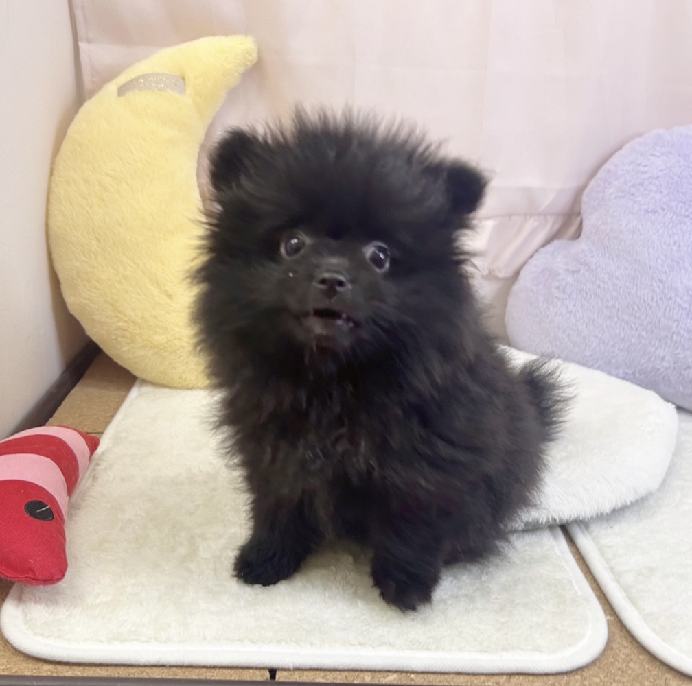 静岡県のポメラニアン (犬の家＆猫の里マークイズ静岡店/2026年3月17日生まれ/男の子/ブラック)の子犬の2枚目の画像