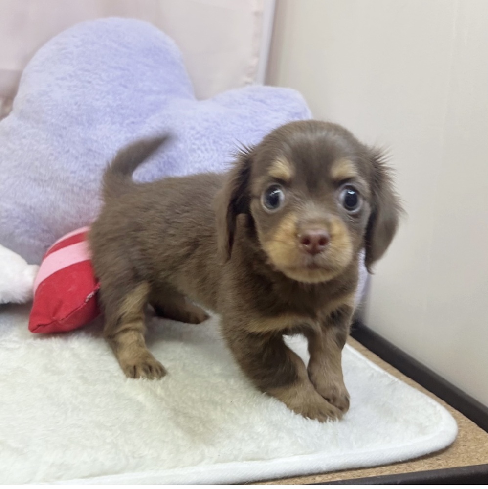 静岡県のチワックス(チワワ×ダックス) (犬の家＆猫の里マークイズ静岡店/2026年3月30日生まれ/女の子/チョコレートタン)の子犬の2枚目の画像