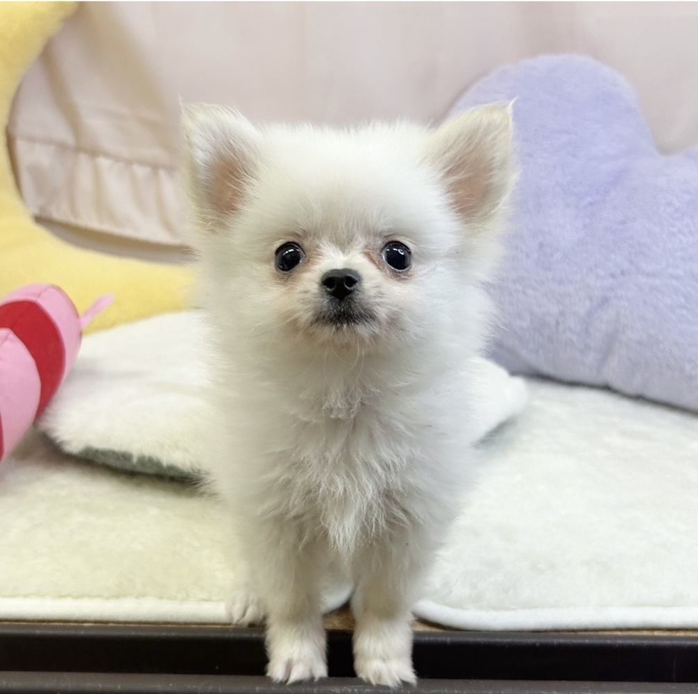 静岡県のポメチワ/チワポメ/ポメチー(ポメラニアン×チワワ) (犬の家＆猫の里マークイズ静岡店/2026年3月27日生まれ/男の子/クリーム)の子犬の1枚目の画像