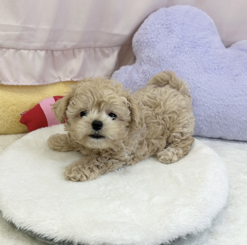 静岡県のチワプー/プーチー(チワワ×プードル) (犬の家＆猫の里マークイズ静岡店/2026年3月25日生まれ/男の子/アプリコット)の子犬の2枚目の画像