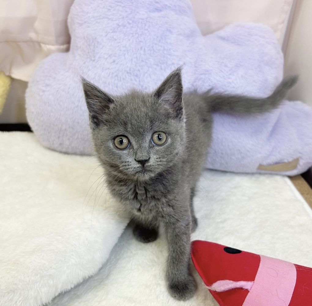 静岡県のブリティッシュショートヘアー (犬の家＆猫の里マークイズ静岡店/2026年3月21日生まれ/女の子/ブルー)の子猫の1枚目の画像