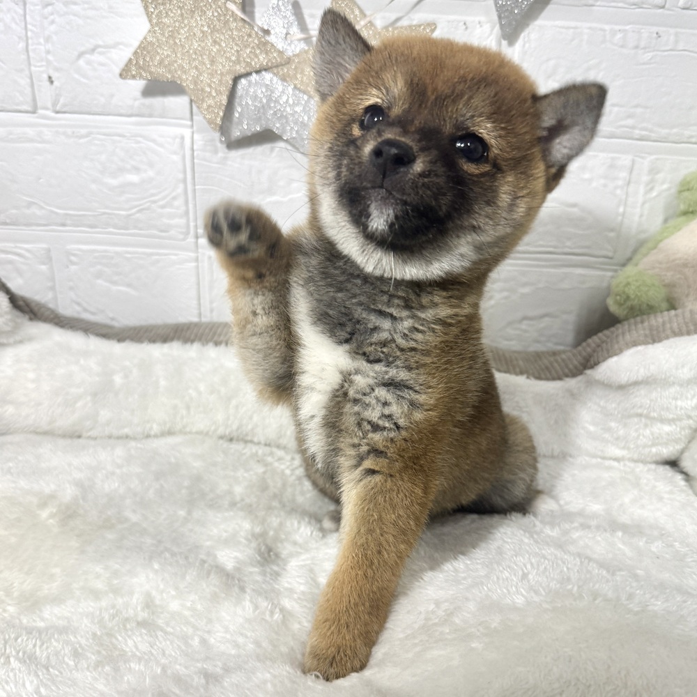 兵庫県の豆柴 (犬の家＆猫の里ニッケパークタウン加古川店/2026年4月27日生まれ/女の子/赤)の子犬の1枚目の画像