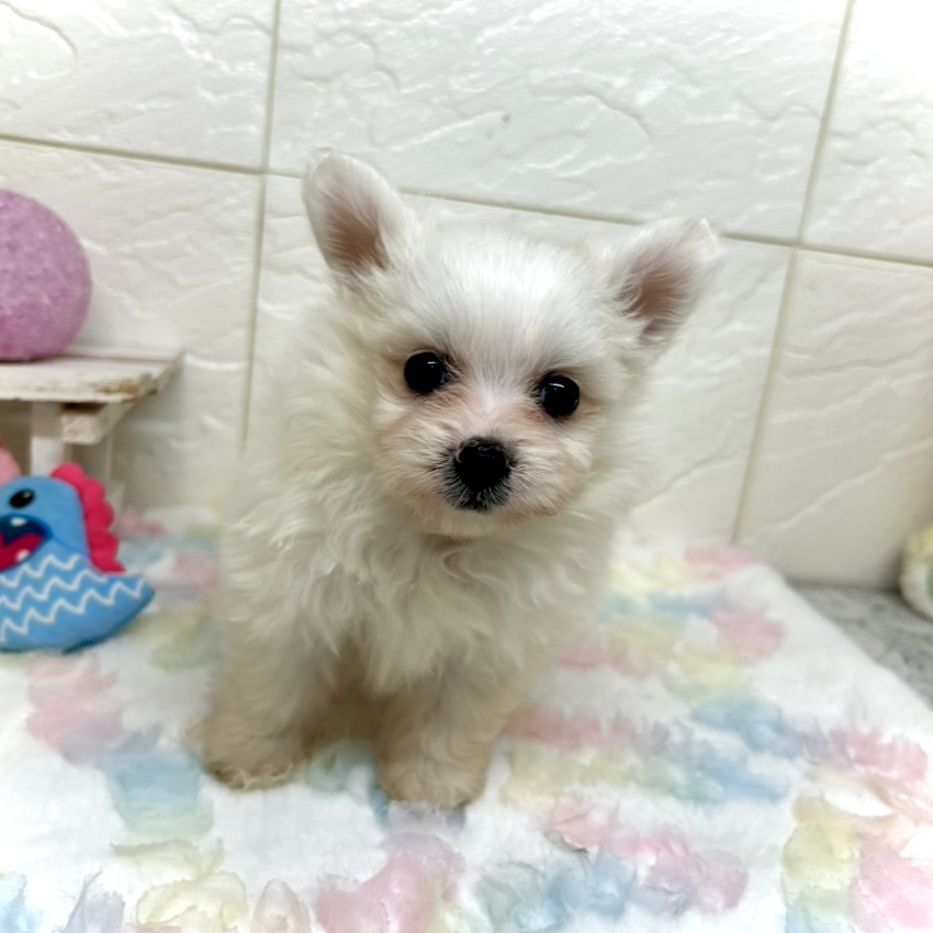 兵庫県のポメビション(ポメラニアン×ビションフリーゼ) (犬の家＆猫の里ゆめタウン姫路店/2025年9月6日生まれ/女の子/ホワイト)の子犬の2枚目の画像