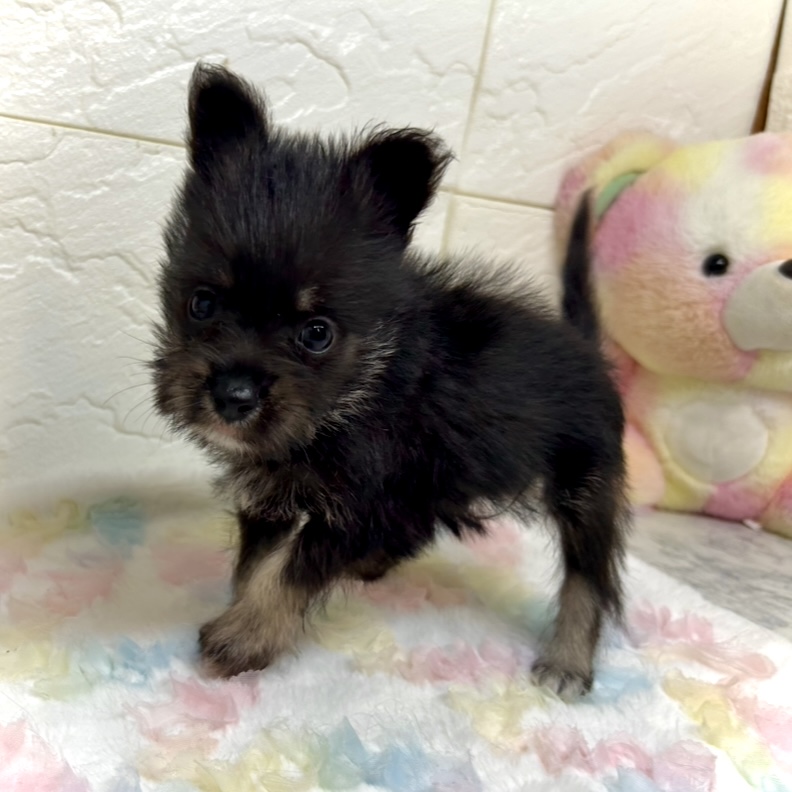 兵庫県のポメシュナ/シュナポメ(ポメラニアン×シュナウザー) (犬の家＆猫の里ゆめタウン姫路店/2025年8月30日生まれ/女の子/ブラックタン)の子犬の2枚目の画像