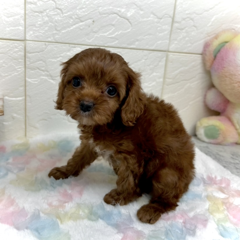 兵庫県のキャバプー(キャバリア×プードル) (犬の家＆猫の里ゆめタウン姫路店/2025年9月6日生まれ/男の子/レッド)の子犬の2枚目の画像