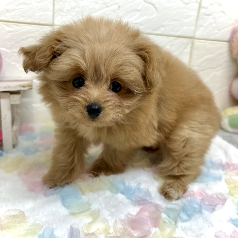 兵庫県のポメプー(ポメラニアン×プードル) (犬の家＆猫の里ゆめタウン姫路店/2025年9月4日生まれ/女の子/アプリコット)の子犬の2枚目の画像