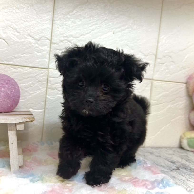 兵庫県のチワプー/プーチー(チワワ×プードル) (犬の家＆猫の里ゆめタウン姫路店/2025年10月26日生まれ/女の子/ブラック)の子犬の2枚目の画像