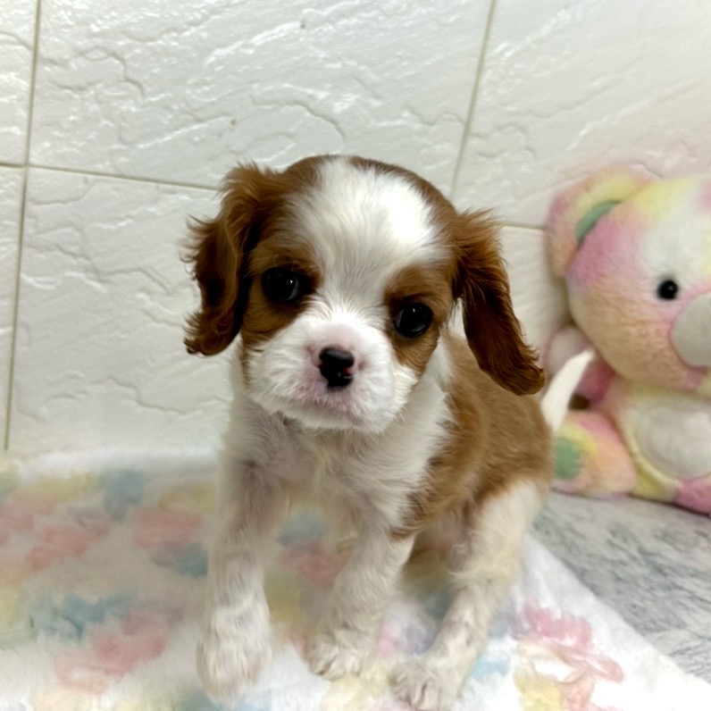 兵庫県のキャバリアキングチャールズスパニエル (犬の家＆猫の里ゆめタウン姫路店/2025年8月26日生まれ/男の子/ブレンハイム)の子犬の2枚目の画像