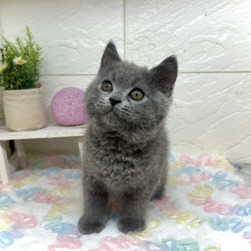 兵庫県のスコティッシュフォールド (犬の家＆猫の里ゆめタウン姫路店/2025年10月28日生まれ/男の子/ブルー)の子猫の2枚目の画像