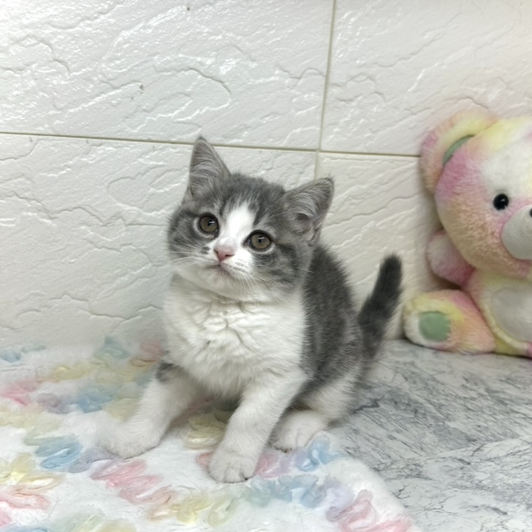 兵庫県のスコティッシュフォールド (犬の家＆猫の里ゆめタウン姫路店/2025年10月30日生まれ/女の子/ブルータビーホワイト)の子猫の1枚目の画像