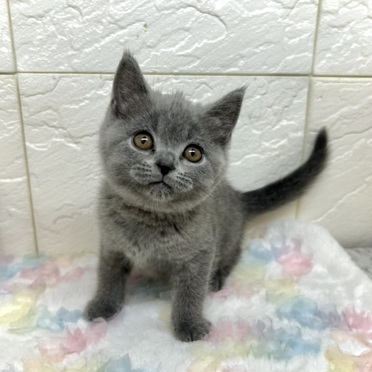 兵庫県のブリティッシュショートヘアー (犬の家＆猫の里ゆめタウン姫路店/2025年9月2日生まれ/女の子/ブルー)の子猫の2枚目の画像