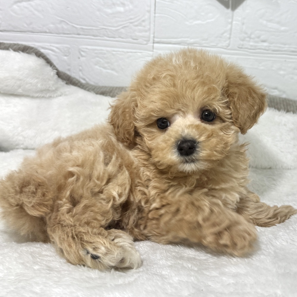 兵庫県のマルプー(マルチーズ×プードル) (犬の家＆猫の里ニッケパークタウン加古川店/2026年5月1日生まれ/女の子/クリーム)の子犬