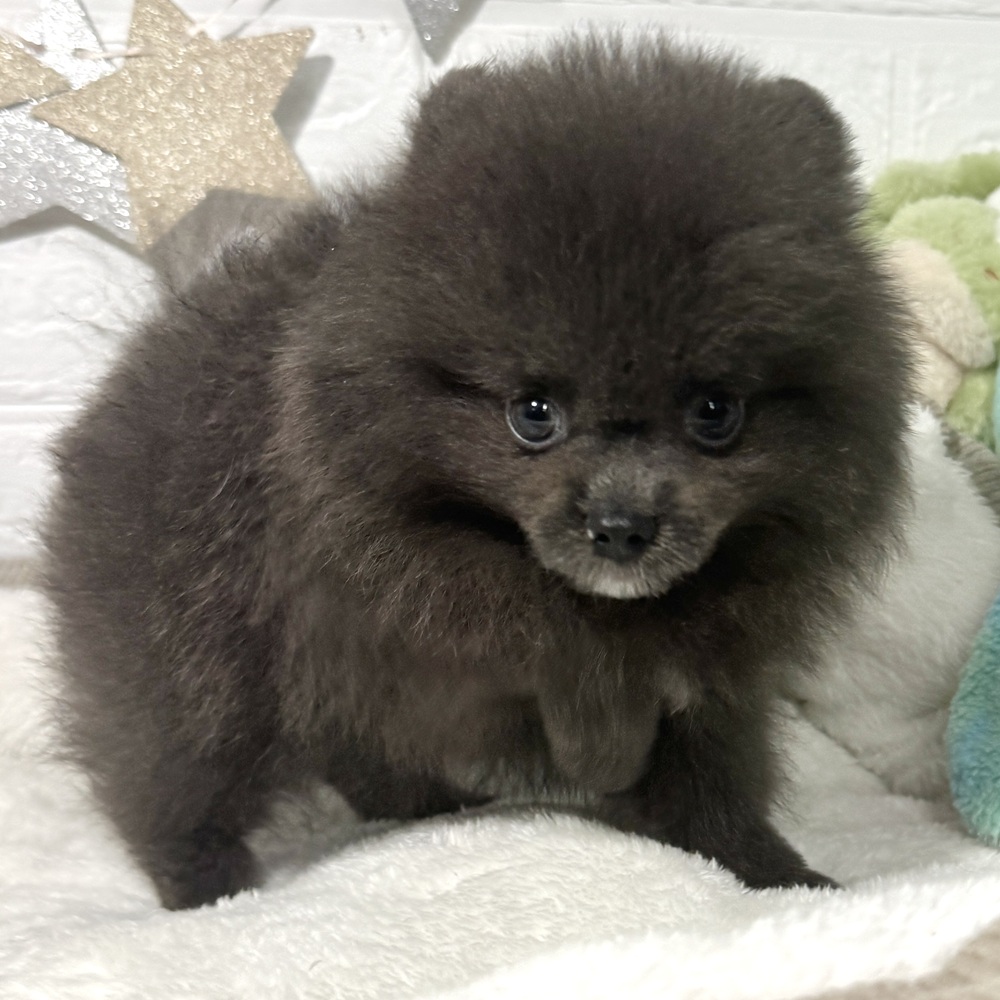 兵庫県のポメラニアン (犬の家＆猫の里ニッケパークタウン加古川店/2026年4月11日生まれ/男の子/ブルー)の子犬