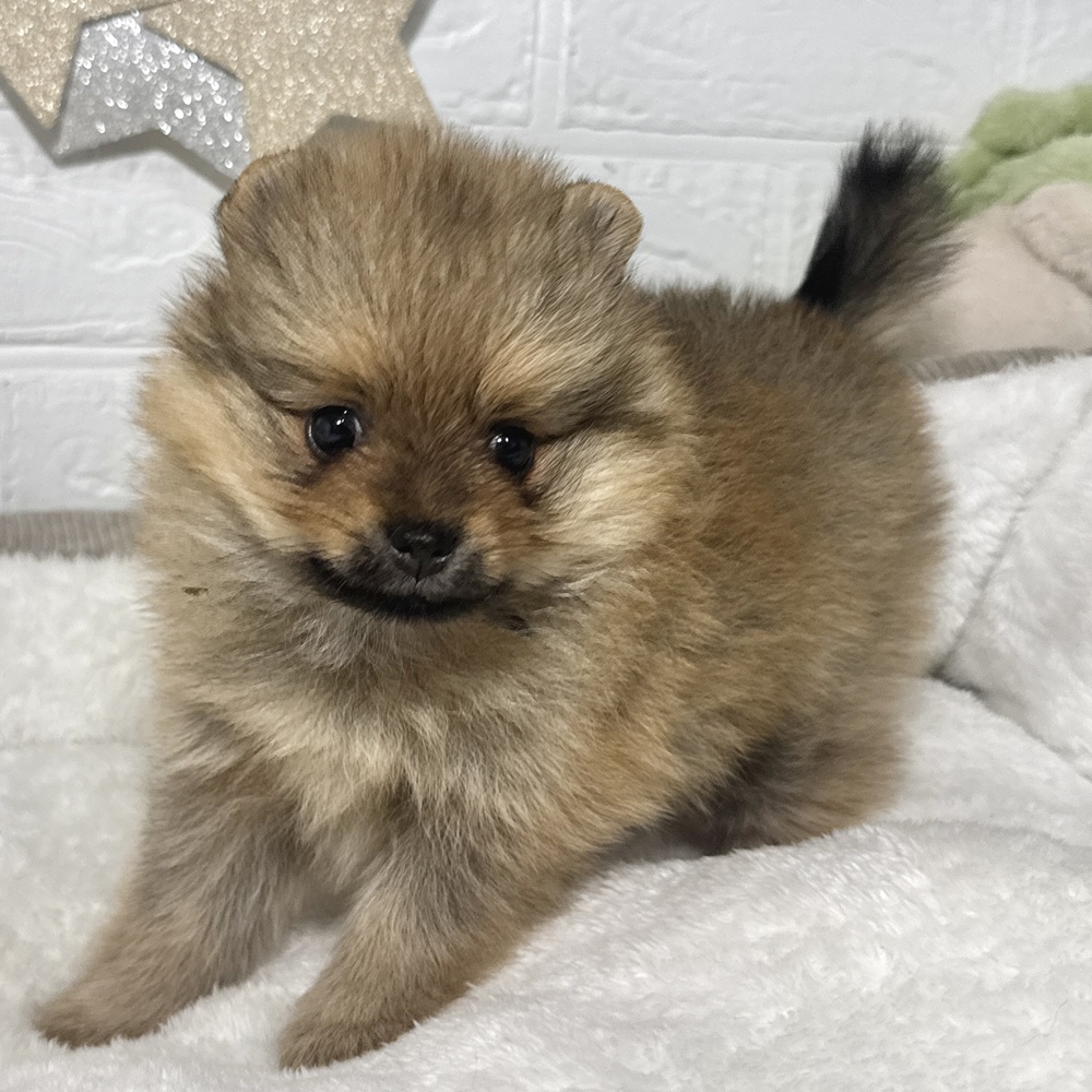 兵庫県のポメラニアン (犬の家＆猫の里ニッケパークタウン加古川店/2026年5月2日生まれ/女の子/オレンジ)の子犬