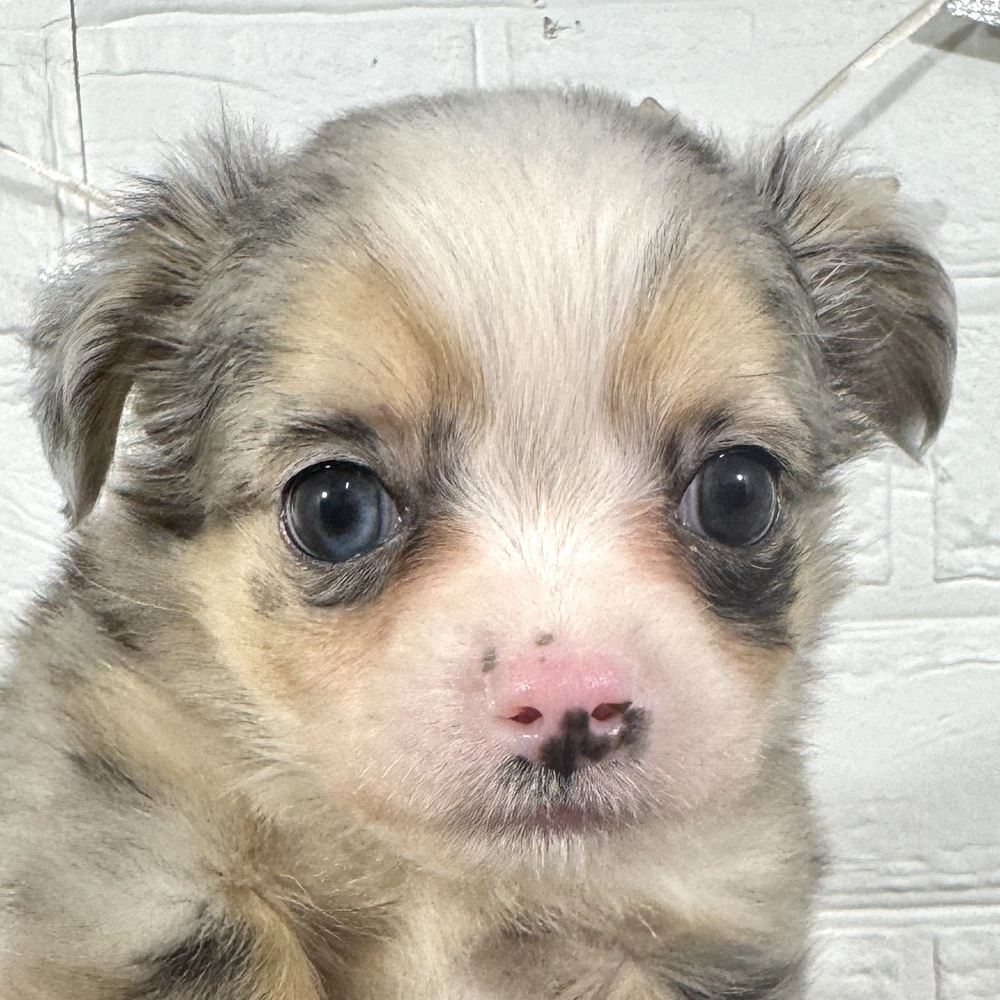 ハーフ犬男の子の写真