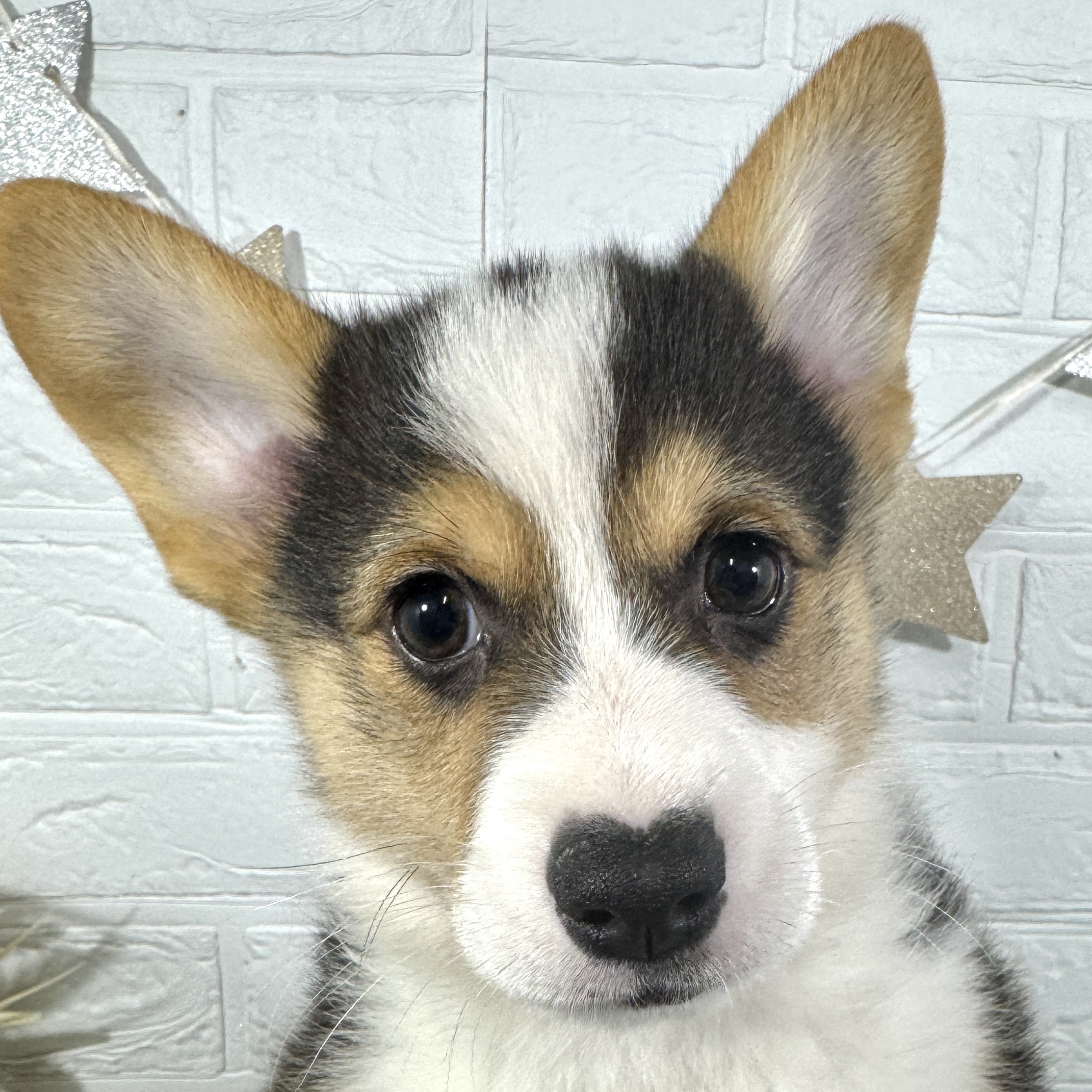 コーギー男の子の写真