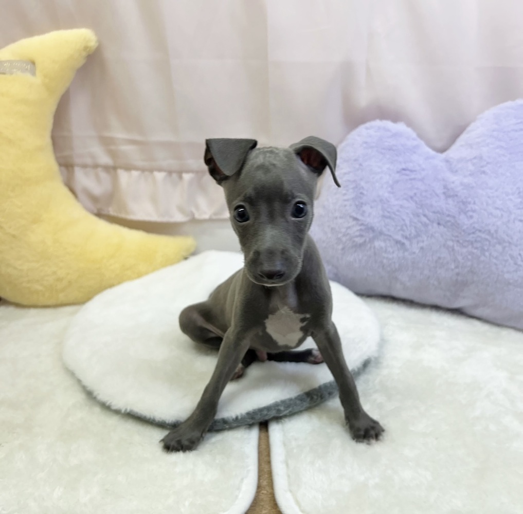 静岡県のイタリアングレーハウンド (犬の家＆猫の里マークイズ静岡店/2026年4月12日生まれ/男の子/ブルーホワイト)の子犬の2枚目の画像