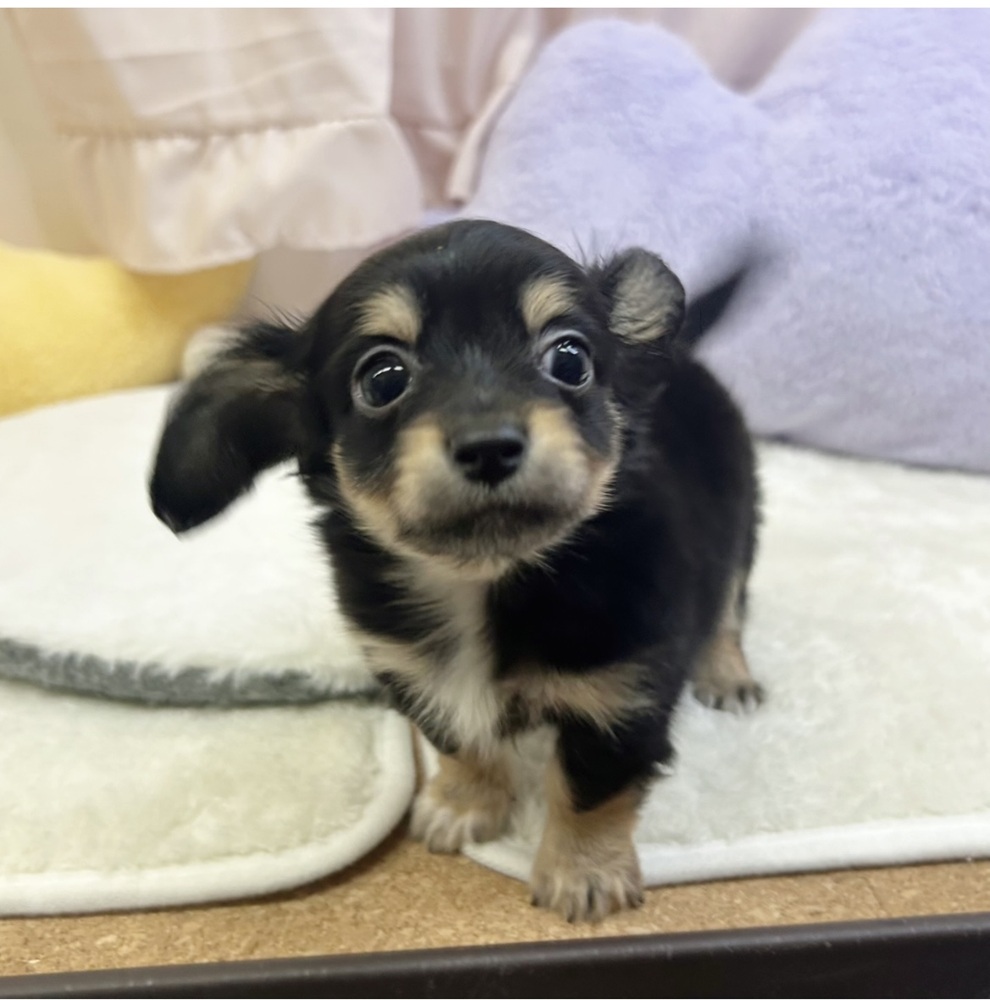 静岡県のチワックス(チワワ×ダックス) (犬の家＆猫の里マークイズ静岡店/2026年4月13日生まれ/男の子/ブラックタン)の子犬の2枚目の画像
