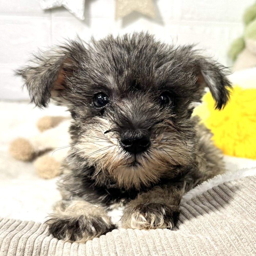 兵庫県のミニチュアシュナウザー (犬の家＆猫の里ニッケパークタウン加古川店/2026年5月17日生まれ/女の子/ソルトペッパー)の子犬の1枚目の画像