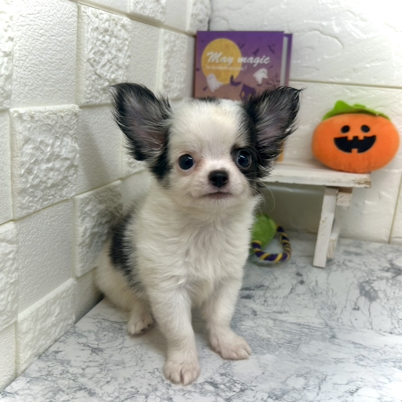 兵庫県のチワワ(ロング) (犬の家＆猫の里ゆめタウン姫路店/2025年6月27日生まれ/男の子/パーティーカラー)の子犬