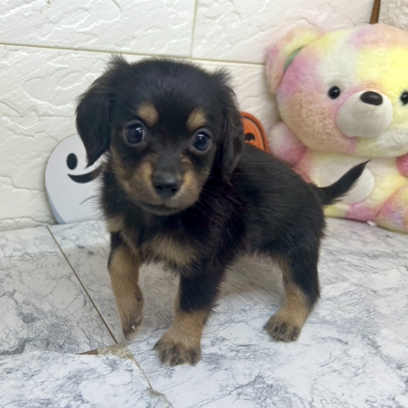 兵庫県のチワックス(チワワ×ダックス) (犬の家＆猫の里ゆめタウン姫路店/2025年6月30日生まれ/男の子/ブラックタン)の子犬の2枚目の画像