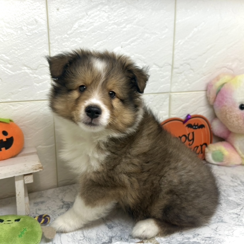 兵庫県のシェットランドシープドッグ (犬の家＆猫の里ゆめタウン姫路店/2025年6月26日生まれ/男の子/セーブルホワイト)の子犬の2枚目の画像