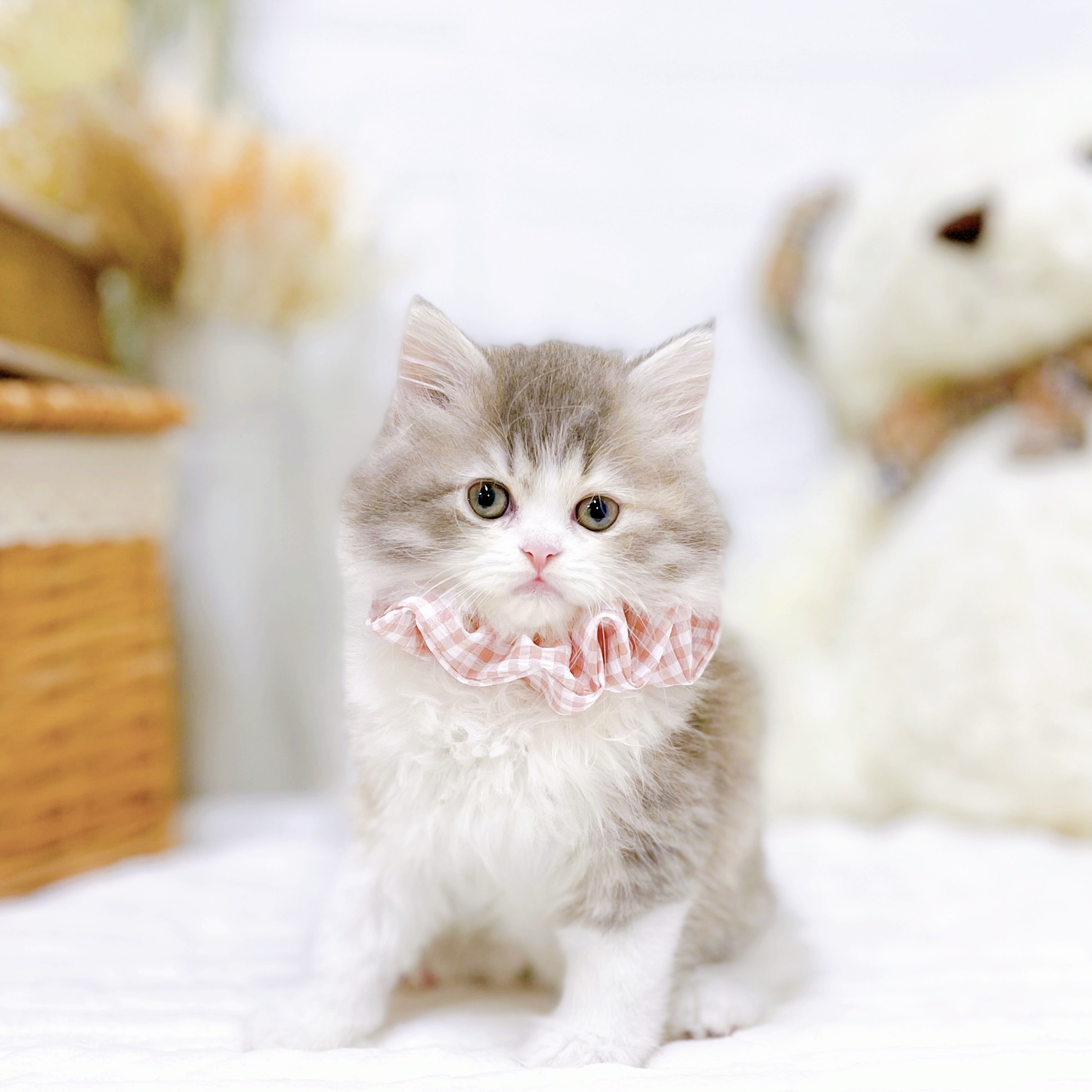 滋賀県のサイベリアン (犬の家＆猫の里近江八幡店/2025年8月28日生まれ/女の子/ブルーパッチドタビーホワイト)の子猫の1枚目の画像