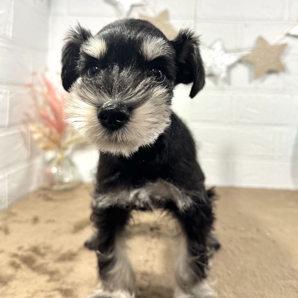 兵庫県のミニチュアシュナウザー (犬の家＆猫の里ニッケパークタウン加古川店/2025年10月22日生まれ/女の子/ブラックシルバー)の子犬の2枚目の画像