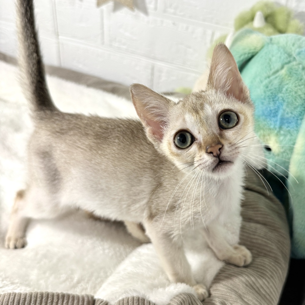 兵庫県のシンガプーラ (犬の家＆猫の里ニッケパークタウン加古川店/2026年5月11日生まれ/男の子/セピアアグーティ)の子猫の1枚目の画像