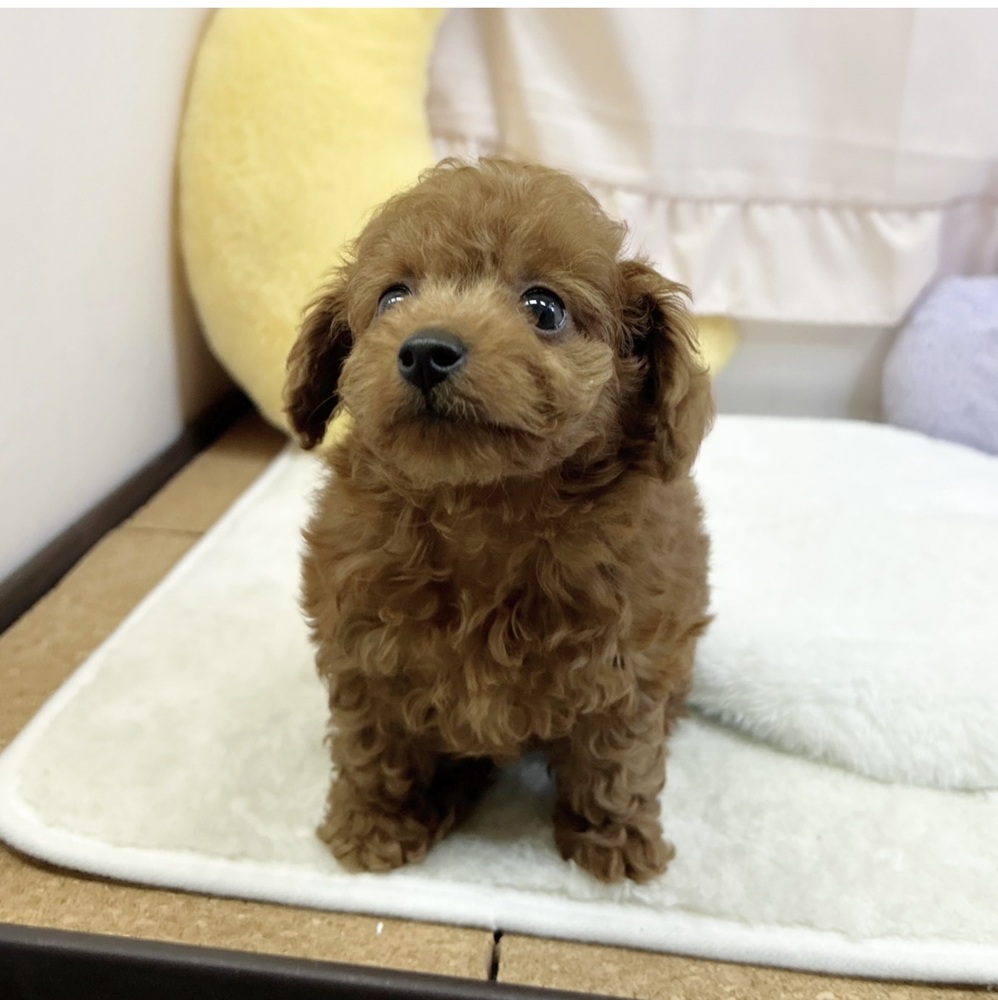 静岡県のトイプードル(トイ) (犬の家＆猫の里マークイズ静岡店/2026年4月19日生まれ/女の子/レッド)の子犬の1枚目の画像