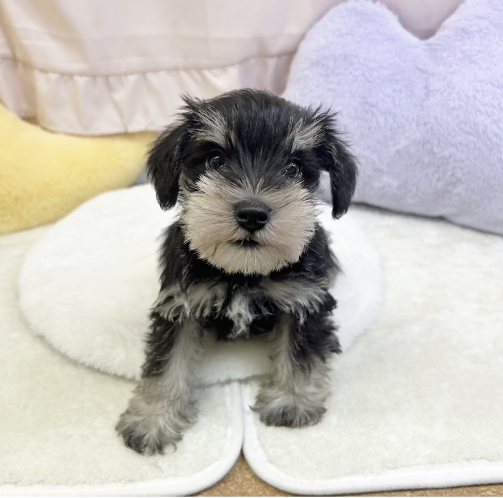 静岡県のミニチュアシュナウザー (犬の家＆猫の里マークイズ静岡店/2026年4月19日生まれ/男の子/ブラックシルバー)の子犬の1枚目の画像