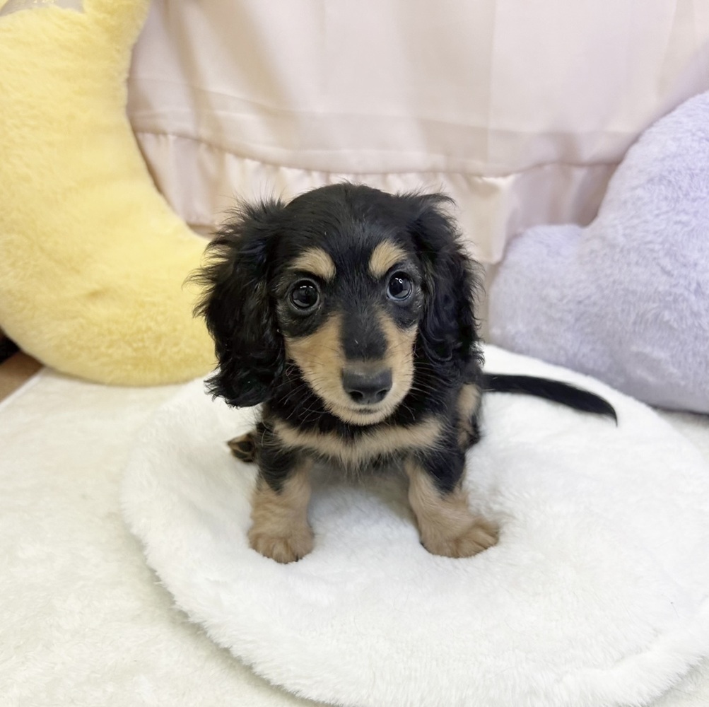 静岡県のカニンヘンダックスフンド(ロング) (犬の家＆猫の里マークイズ静岡店/2026年4月16日生まれ/女の子/ブラックタン)の子犬の1枚目の画像