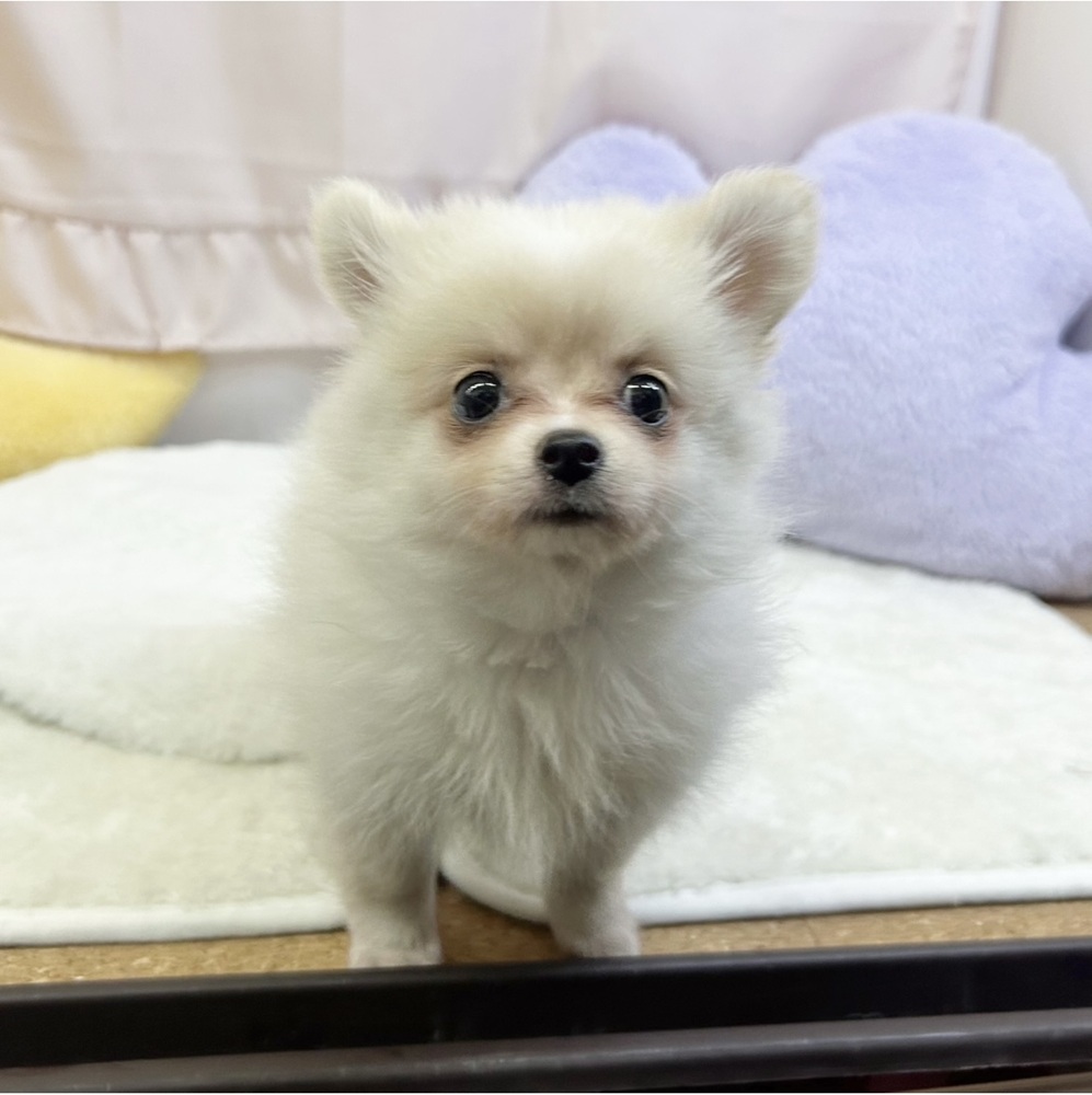 静岡県のポメチワ/チワポメ/ポメチー(ポメラニアン×チワワ) (犬の家＆猫の里マークイズ静岡店/2026年4月19日生まれ/女の子/クリームホワイト)の子犬の2枚目の画像