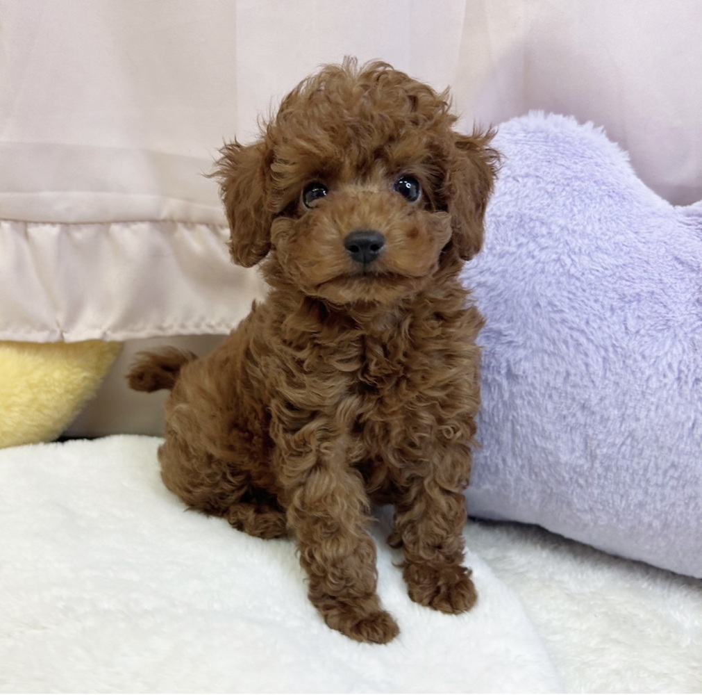 静岡県のトイプードル(トイ) (犬の家＆猫の里マークイズ静岡店/2026年4月18日生まれ/男の子/レッド)の子犬の1枚目の画像