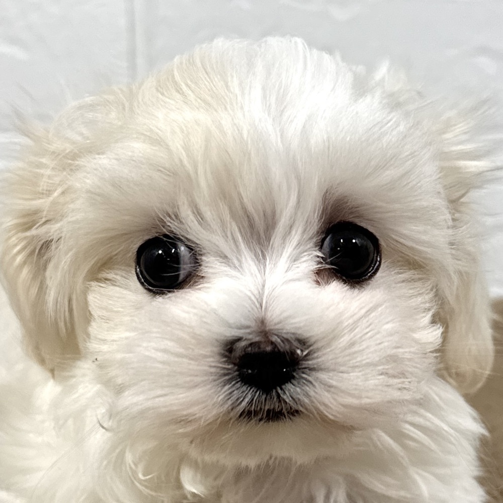 兵庫県のマルチーズ (犬の家＆猫の里ニッケパークタウン加古川店/2025年10月26日生まれ/女の子/ホワイト)の子犬の1枚目の画像