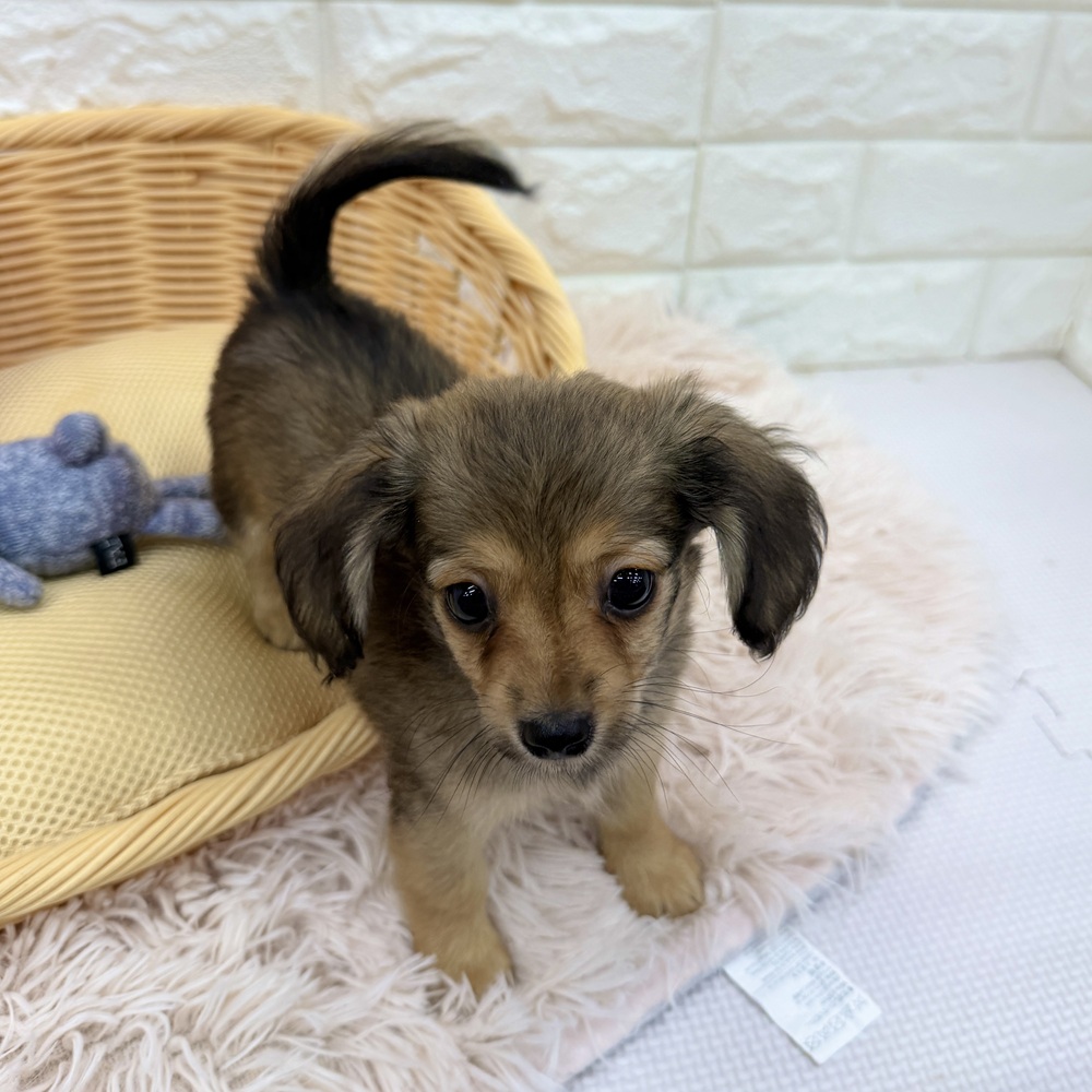 愛知県のチワックス(チワワ×ダックス) (犬の家＆猫の里MEGAドン・キホーテ東海名和店/2026年3月2日生まれ/男の子/レッド)の子犬の2枚目の画像